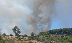Koçarlı'da ormanlık alanda yangın