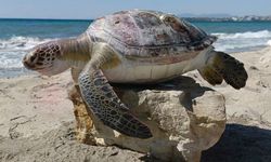 Kuşadası’nda 4 deniz kaplumbağası ölü bulundu