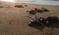 Sürpriz yuvadan 67 caretta caretta yavrusu çıktı