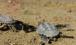 Kuşadası’nda sürpriz caretta caretta çıkışı