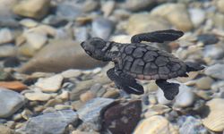214 yavru caretta denizle buluştu
