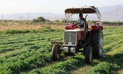 Aydın'da yonca hasadında verim yüzleri güldürdü
