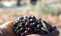 Bozdoğan’da Zeytin Üreticilerinden Protesto Kararı