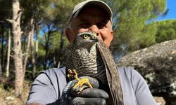 Kuşadası’nda kurtarılan atmaca ve sansar yeniden doğaya bırakıldı