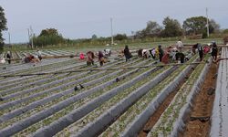 Çilek üreticisi yeni sezon dikimlerine başladı