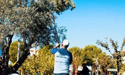Didim Belediyesi zeytin hasadına başladı