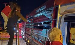 Aydın'da hayvan pazarında sıkı denetim