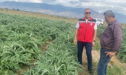 Coğrafi işaretli Gölhisar Enginarı'nda hasat için geri sayım başladı