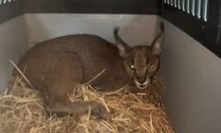 Vahşi kedi Karakulak Aydın'da bulundu