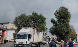 Ağaç kamyonun üzerine devrildi