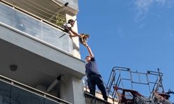 Çatıya saklanan kediyi kurtardılar