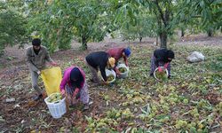 Aydın'da dağlardaki kestane hasadı sona erdi