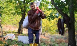 Aydın dağlarında kestane bereketi