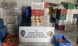 Aydın’da ‘sahtecilik’ operasyonu