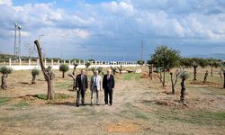Tarihi zeytin ağaçları toprakla buluştu