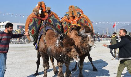 Aydın'da Deve Güreşi Festivali yapıldı