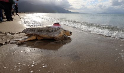 Kuşadası'nda tedavileri tamamlanan 3 caretta caretta denize bırakıldı