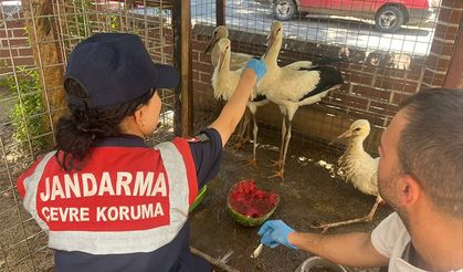 Jandarma yaralı leyleği veterinere ulaştırdı
