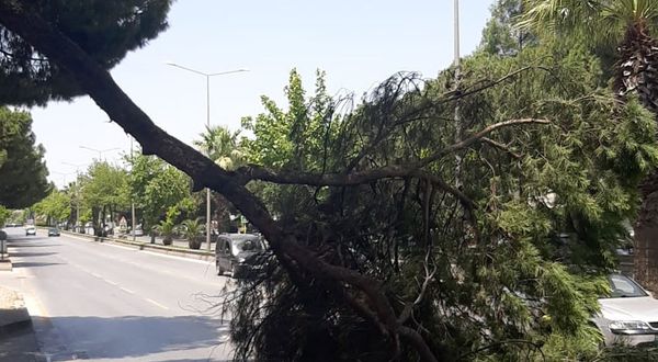 Flaş haber: Aydın’da ağaç yola devrildi