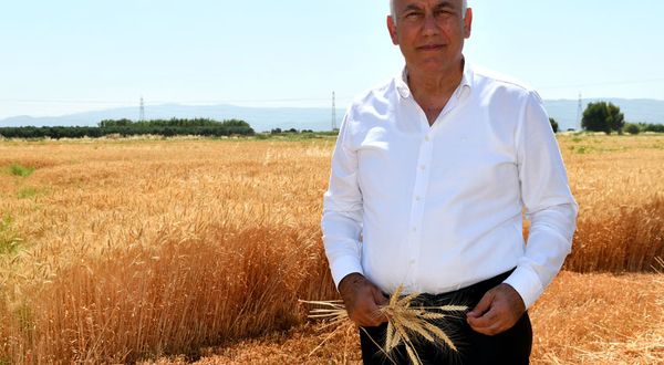 Söke Belediyesi buğday hasadını yaptı