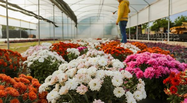 Büyükşehir Belediyesi Aydın’ı renklendiren çiçekleri kendi üretiyor