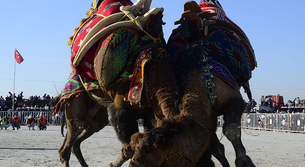 İncirliova'da deve güreşi festivali yapıldı