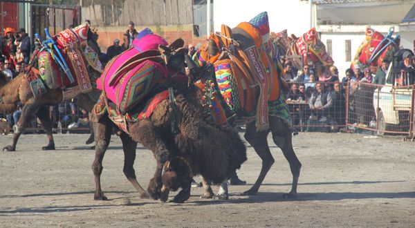 Söke'de deve güreşi festivali düzenlendi
