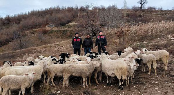 Kaybolan 50 koyun jandarma ekiplerince bulundu