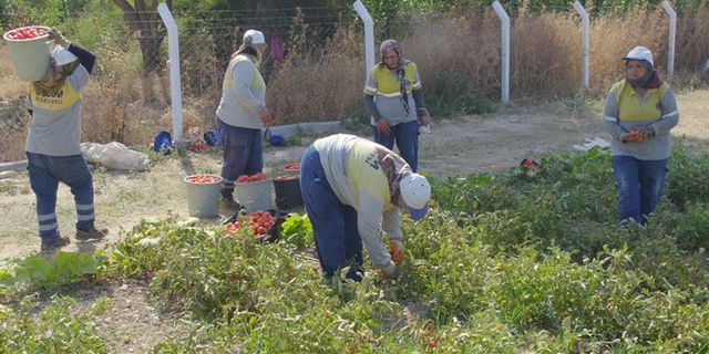 Didim Belediyesi domates hasadına başladı