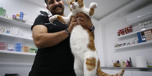 Obez kedi "mide botoksu" ile zayıfladı
