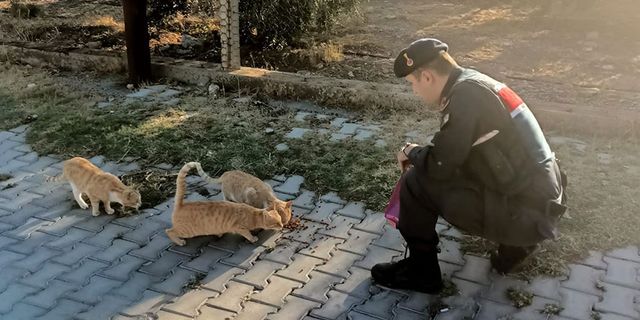 Jandarma sokak hayvanları için mama dağıttı