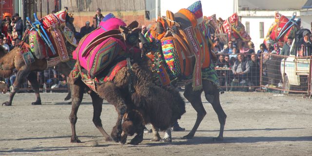 Söke'de deve güreşi festivali düzenlendi