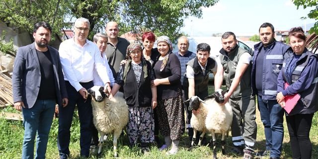 Başkan Çerçioğlu’ndan koyunları telef olan kadına destek