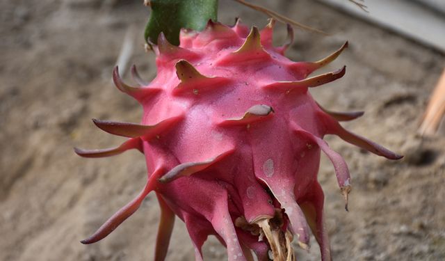 Germencik'te ejder meyvesi üretimini artırma hedefi