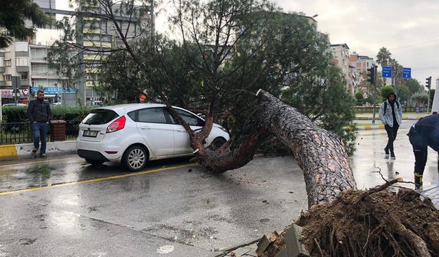 Aydın’da otomobil ve minibüsün üzerine  ağaç devrildi