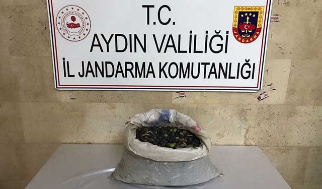 Efeler’de zeytin hırsızları yakalandı