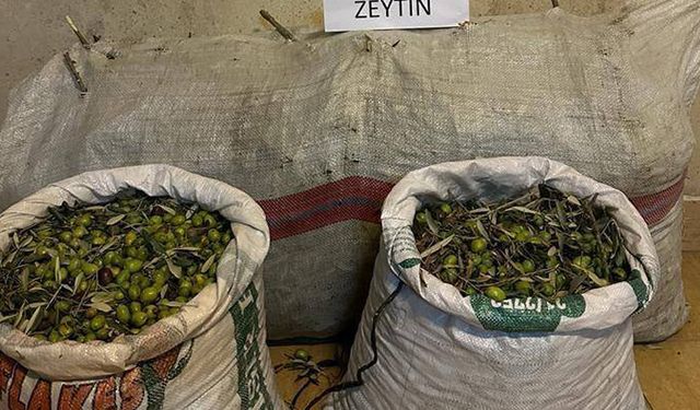 Germencik’te zeytin hırsızları yakalandı