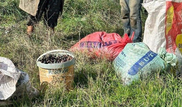 Aydın'da zeytin hırsızları yakalandı