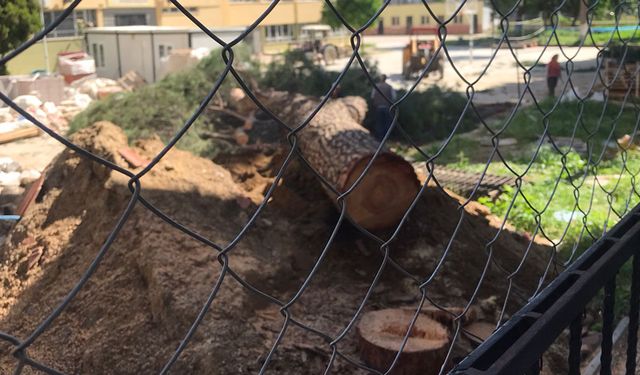 İncirliova'da 2 dev çam ağacı kesildi