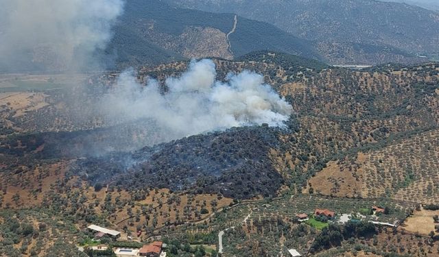 Çine’de zeytinlik alanda yangın