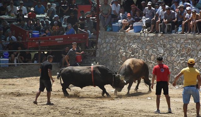 Germencik’te boğalar SMA'lı Linda için güreşti