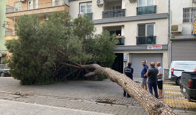 Aydın’da dev çam ağacı devrildi