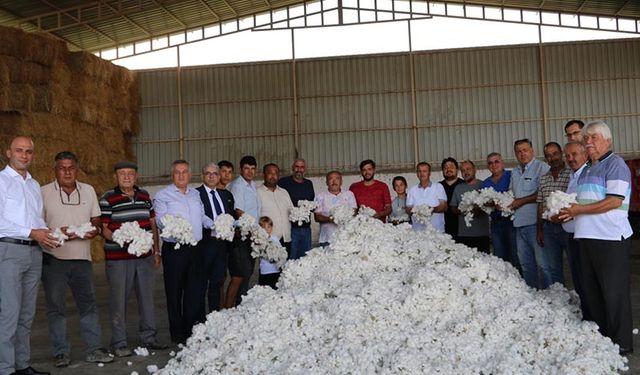 Nazilli'de sezonun ilk pamuğu çırçır fabrikasına geldi