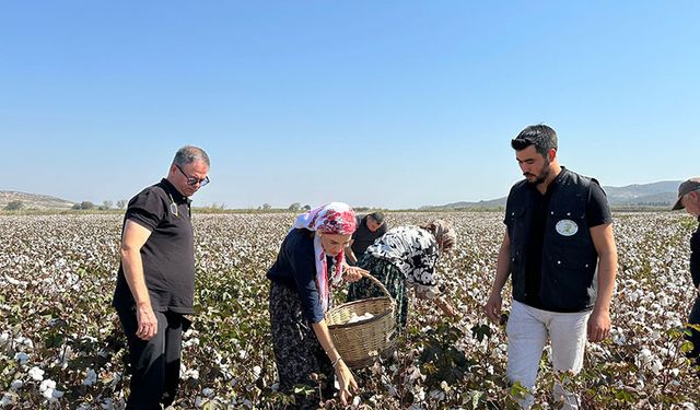 Milletvekili Seda Sarıbaş pamuk hasadı yaptı