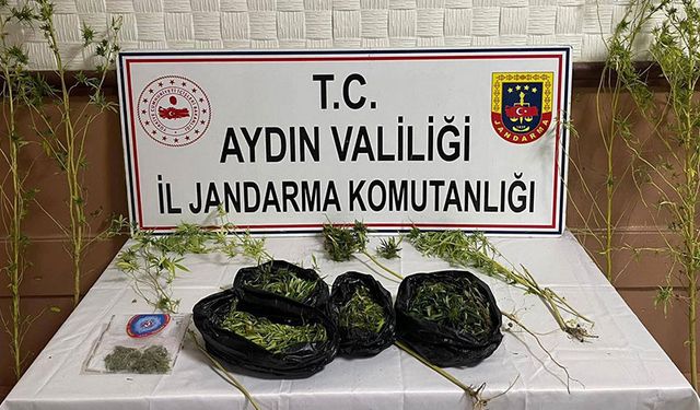 Aydın'da sazlık alanda kenevir yetiştiren kişi yakalandı