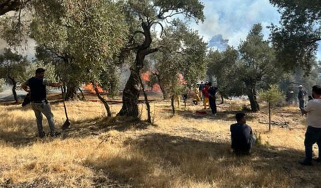 Aydın’da zeytinlik alandaki yangın büyüyor