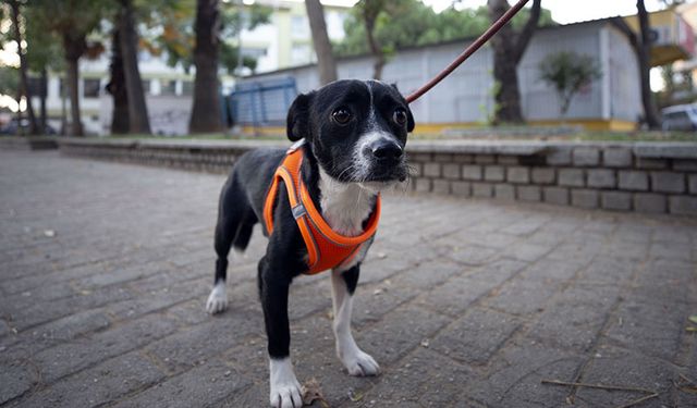 Felçli köpek Dobby yeniden yürümeye başladı