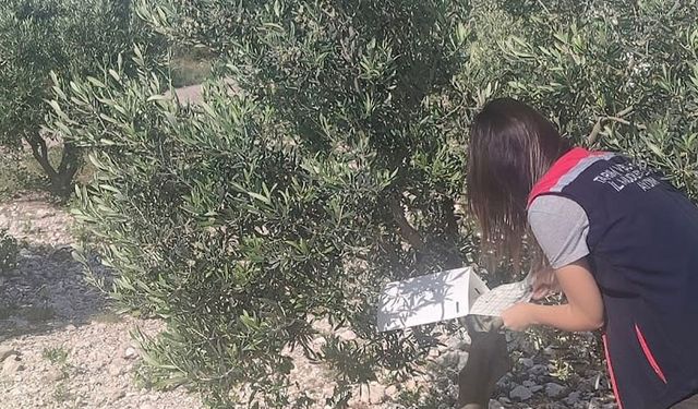 Didim'de zeytinliklerde denetim