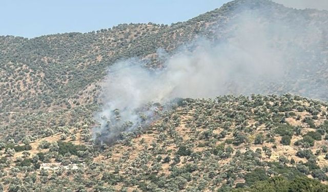 Koçarlı'daki yangın  kontrol atına alındı