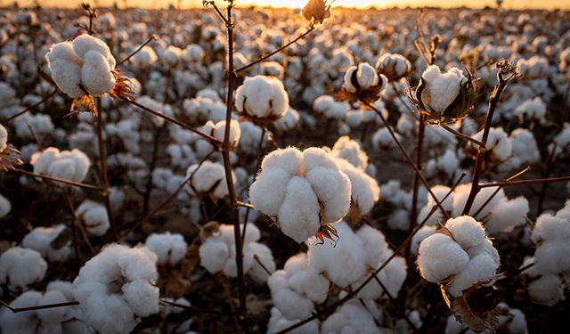 Pamuk üreticisi en az 10 TL prim bekliyor